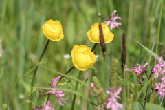 Killikus&reg; Fotographie